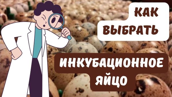 Какое яйцо является инкубационным