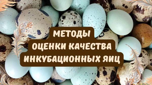 Методы оценки качества инкубационных яиц